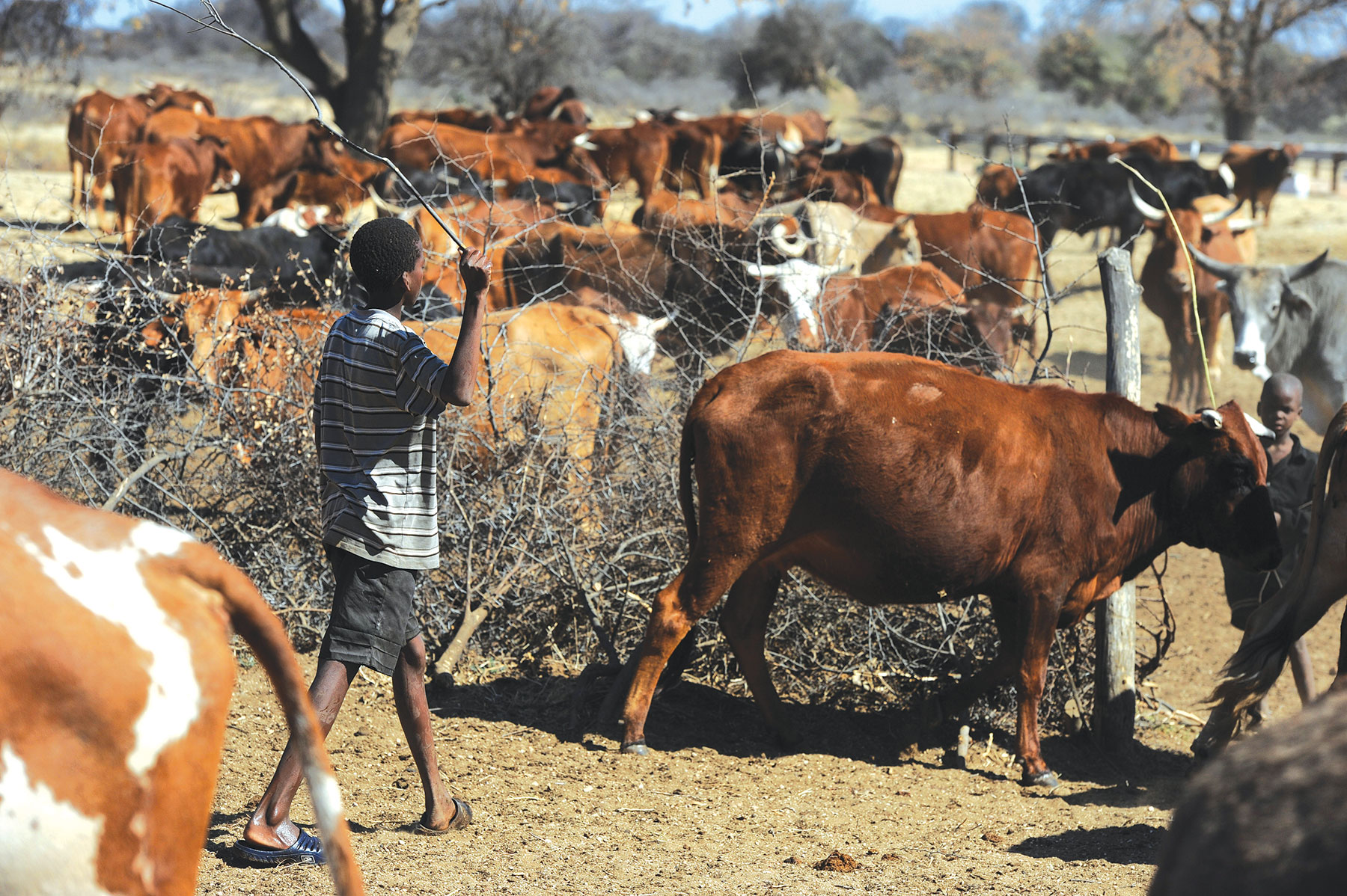 Suspected new FMD cases threaten deeper strain for cattle farmers