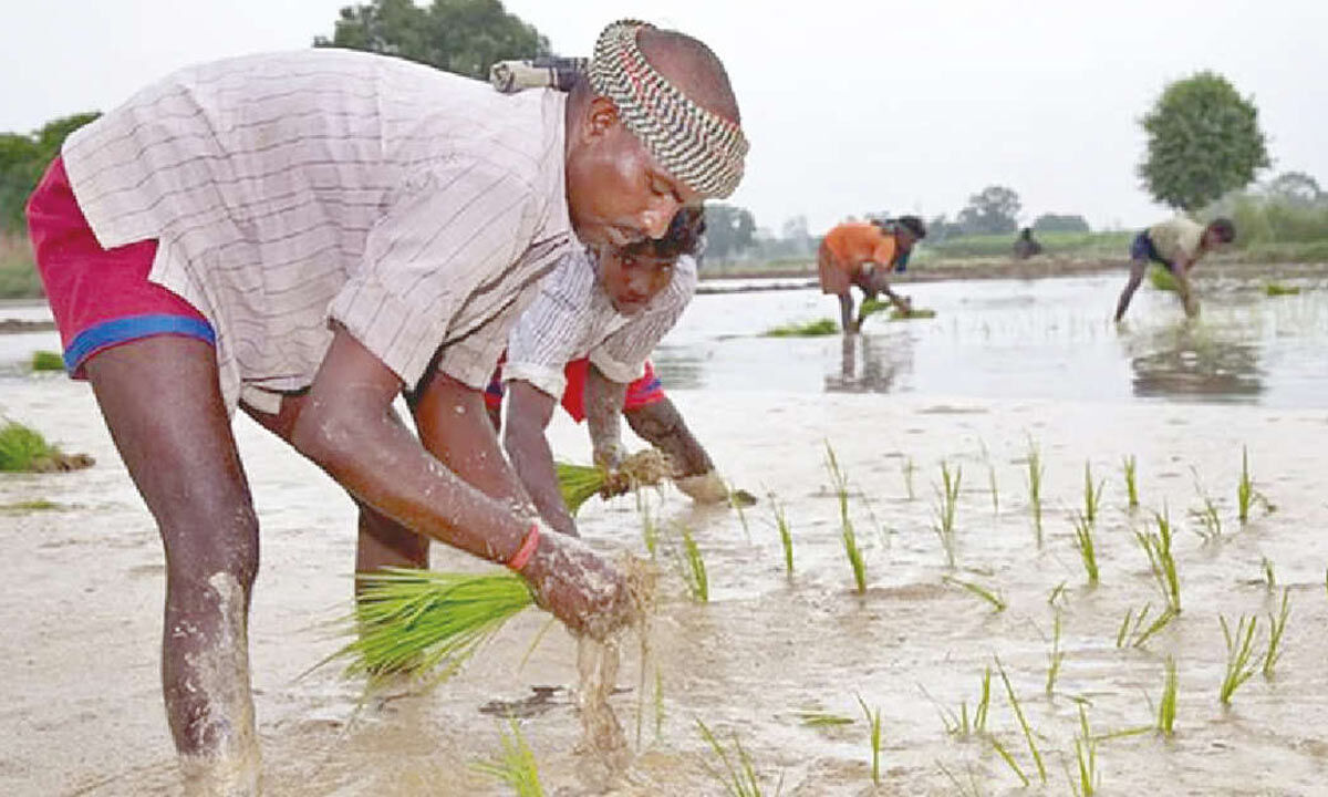 Tenant farmers subject to severe hardships