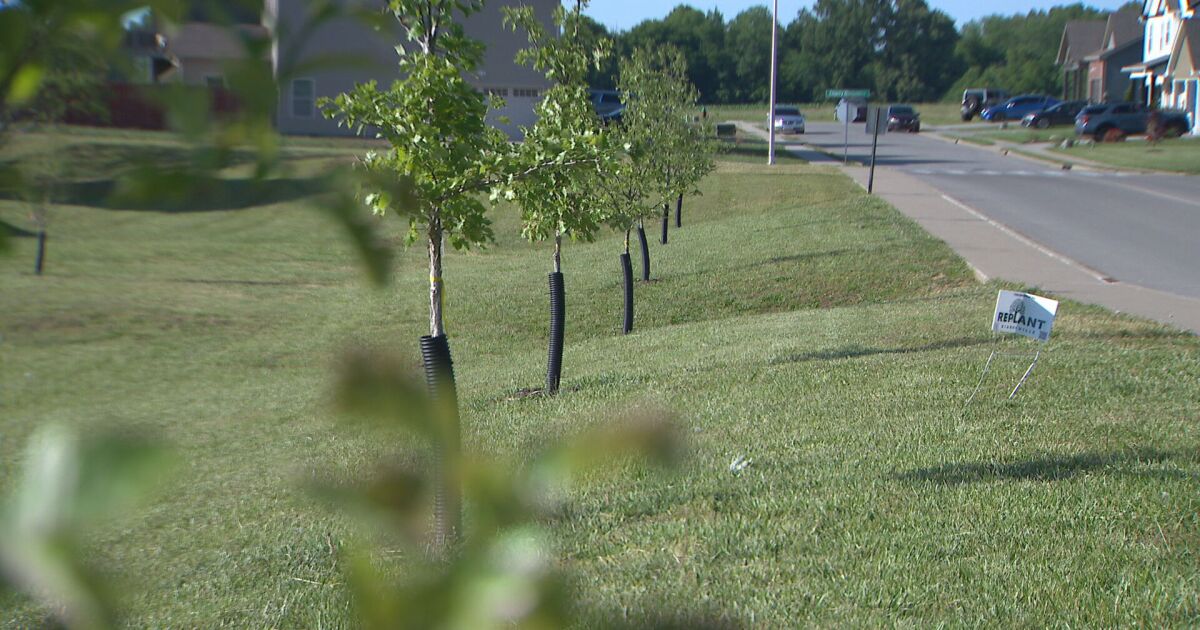 Tenn. Girl Scouts replant trees on elementary school campus