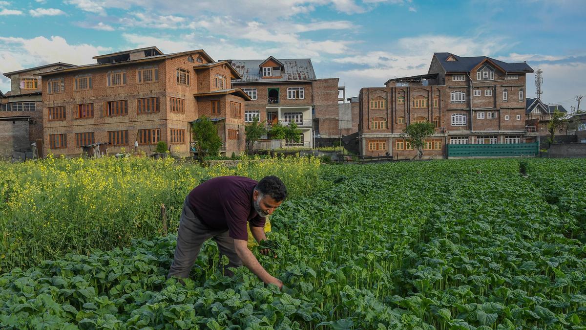 The Hindu photo feature on Kashmiri haakhis, the soul of every dining table in Kashmir.
