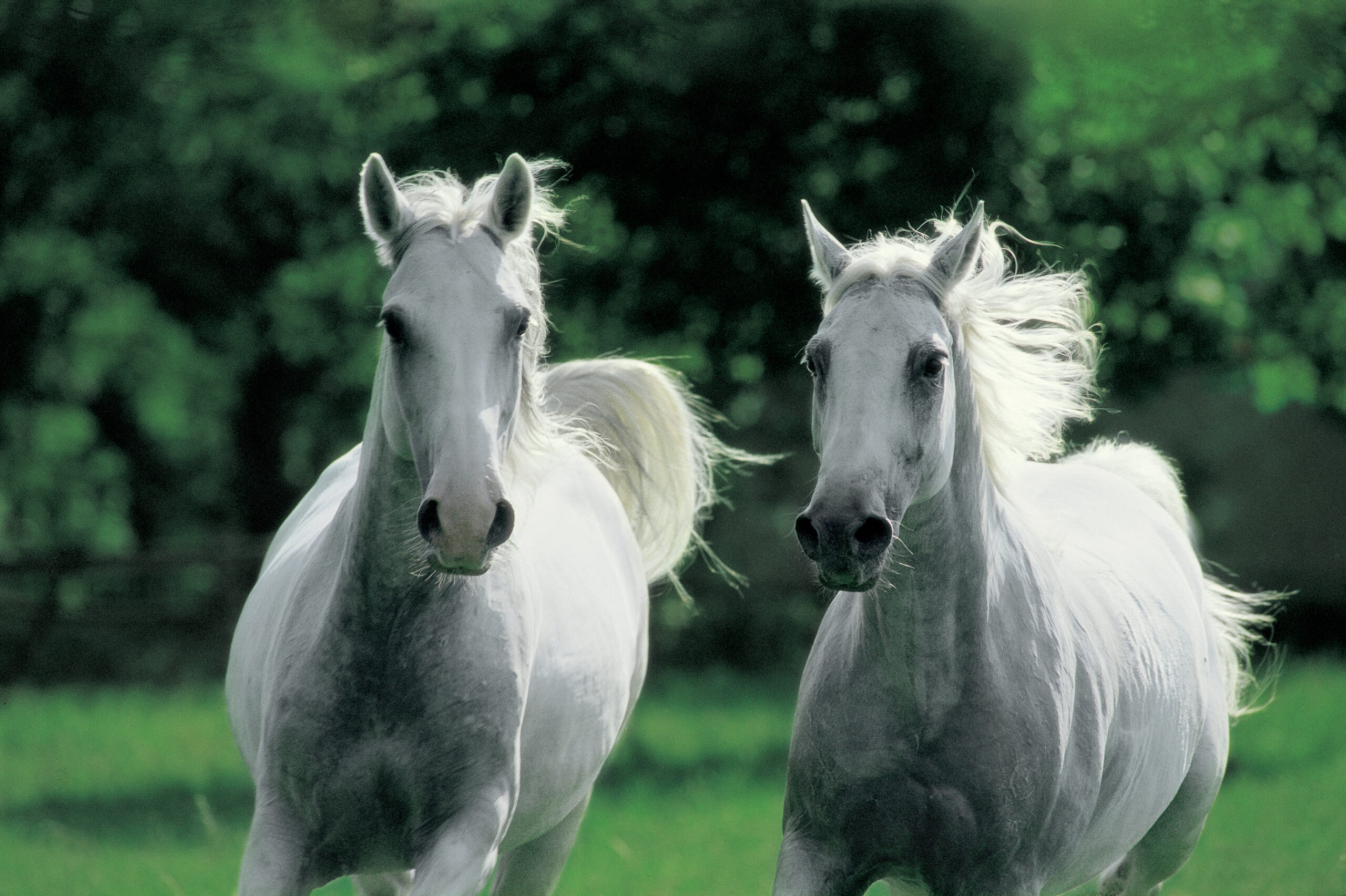 The Lipizzaner: Pride that goes beyond borders