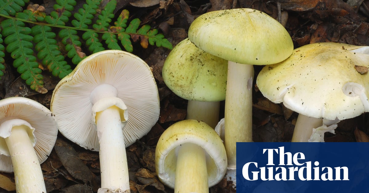 Three more people sick in California amid ‘unprecedented outbreak’ due to toxic mushrooms | California
