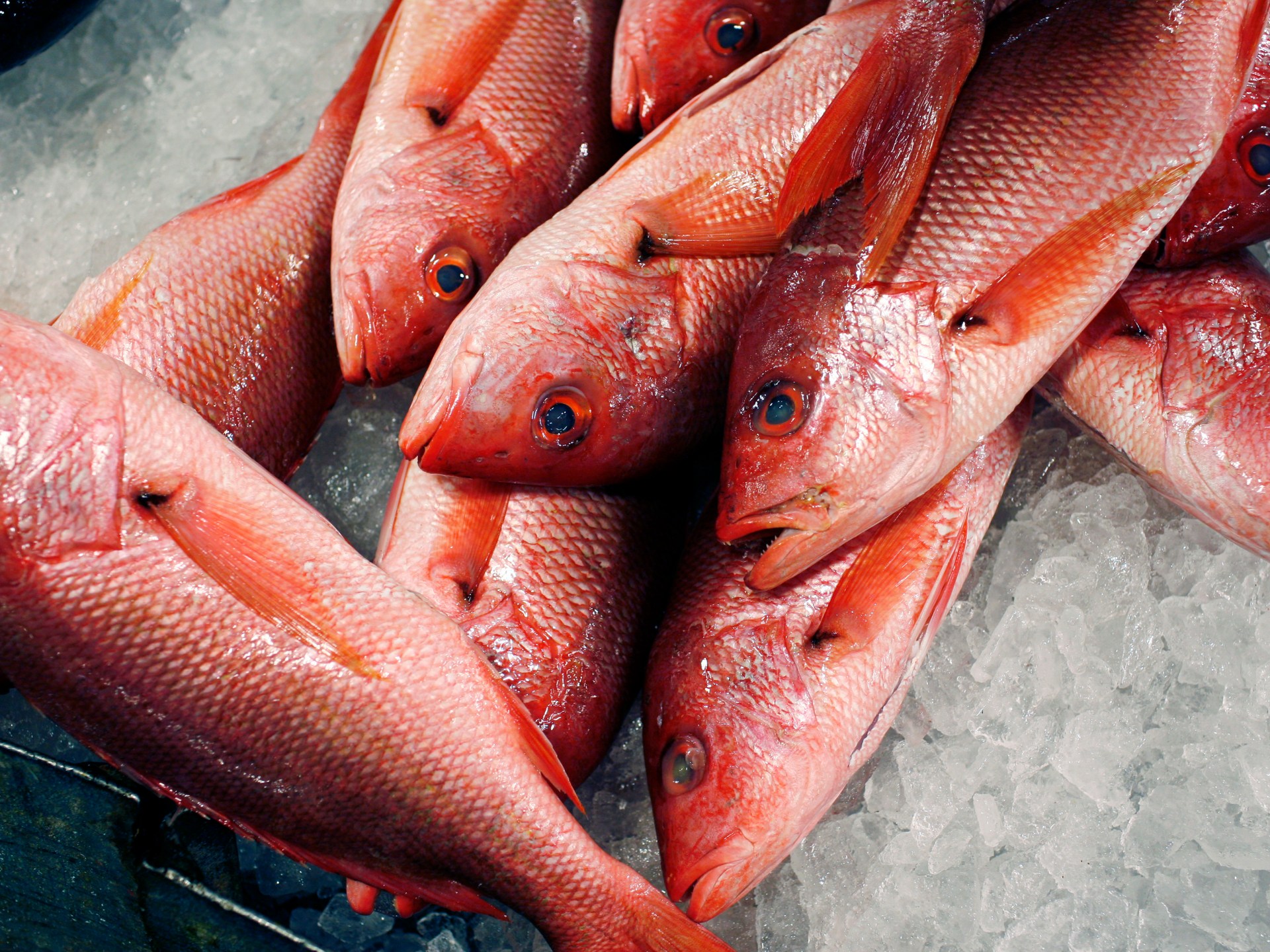 Trump expands red snapper fishing as critics warn of overfishing | Donald Trump News