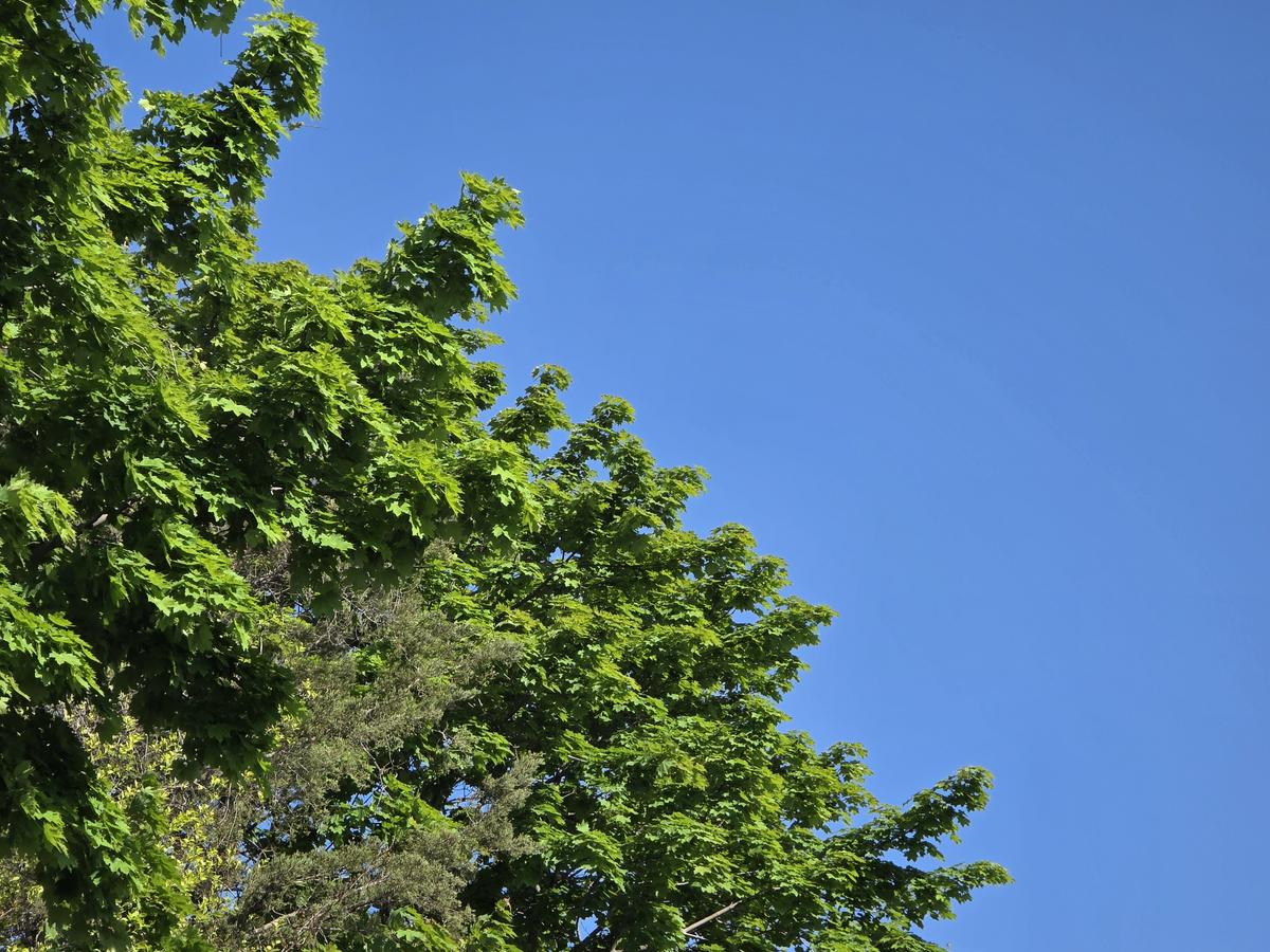 Two beautiful May days, then two showery days