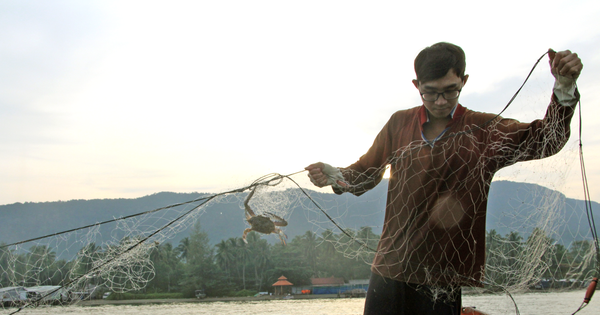 US allows continued imports of Vietnamese swimming crabs under marine mammal rules