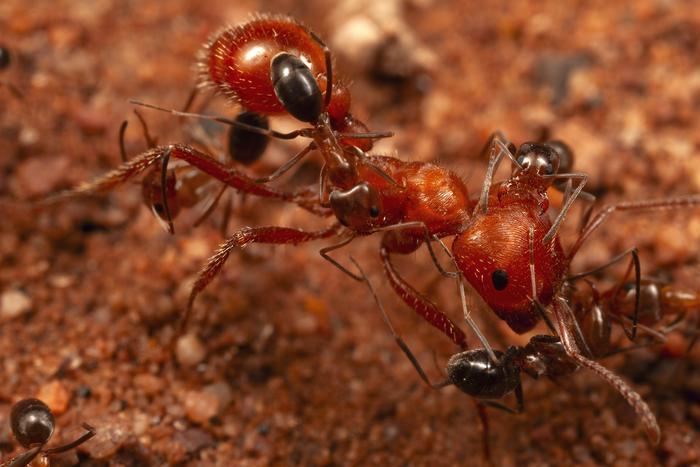 Unusual ant interaction hints at mutualistic ‘cleaning’ system