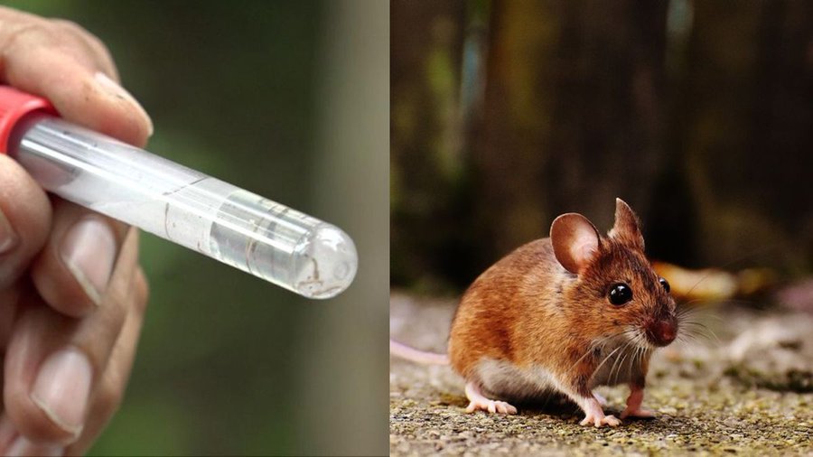 Warning Signs and How the Hantavirus is Transmitted in Panama