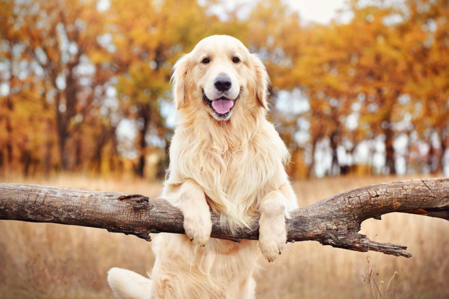 What to Do After a Dog Bite Incident