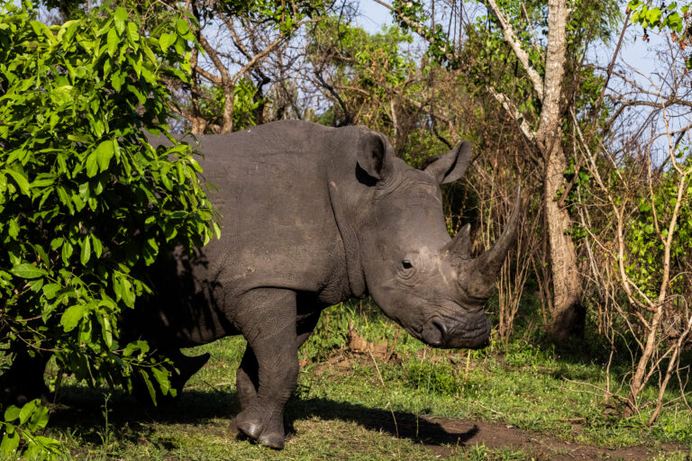 White rhinos are back in Uganda