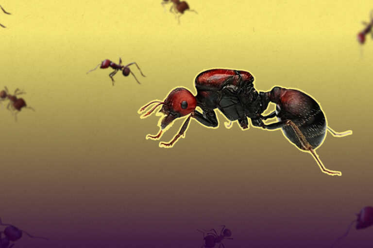 Why are people buying pet ants?