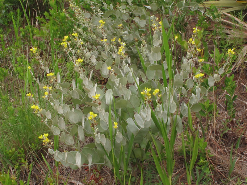 Wildfires threatened endangered species found only in two counties