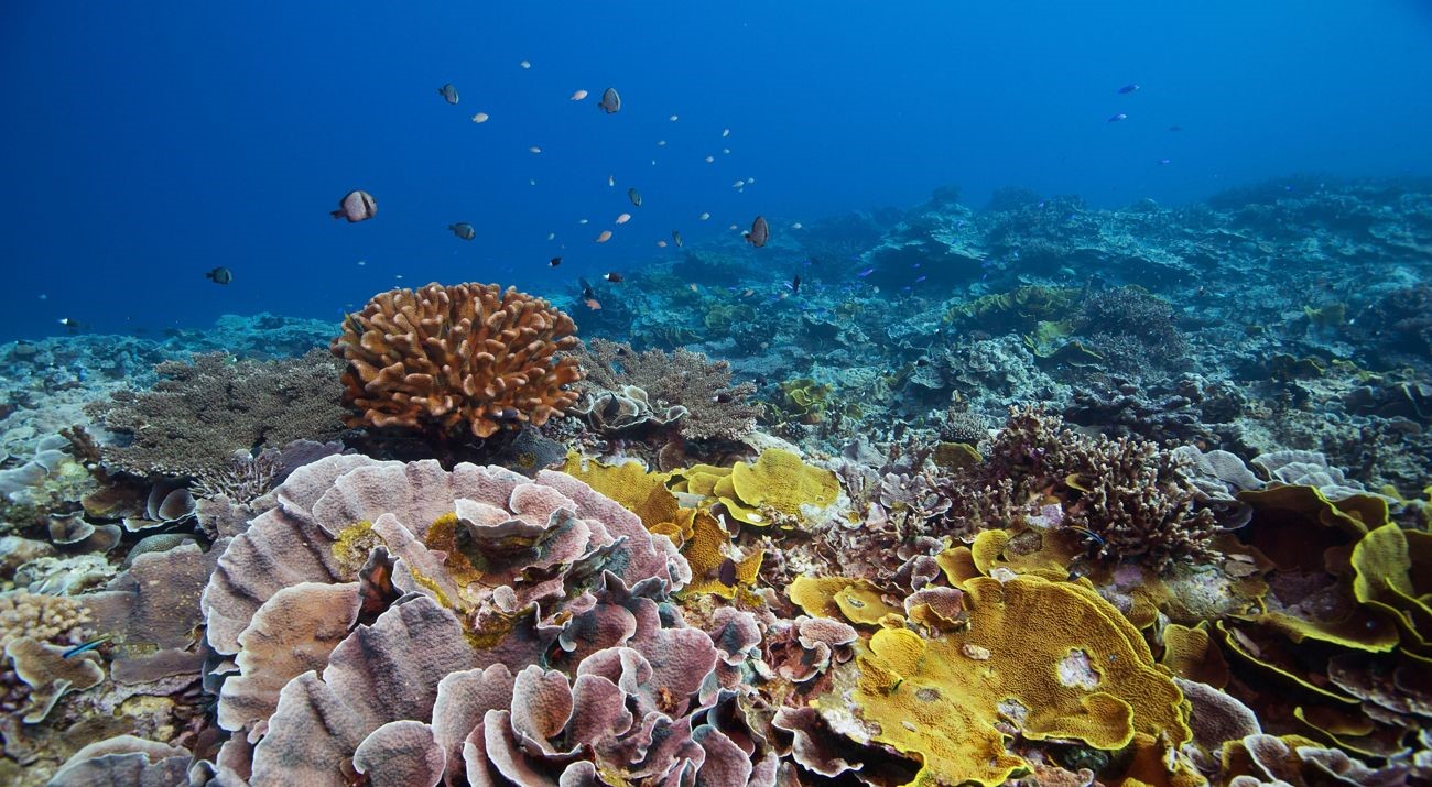 Yap Resilience Hub Project Launches to Support and Strengthen Coral Reef Resilience