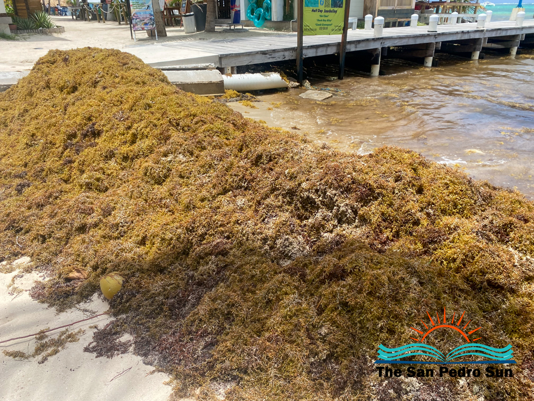 $300K Emergency Relief Secured to Help Coastal Stakeholders Combat Sargassum