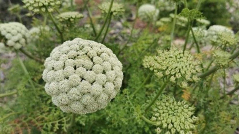 A Medicinal Herb Blending Heritage an...