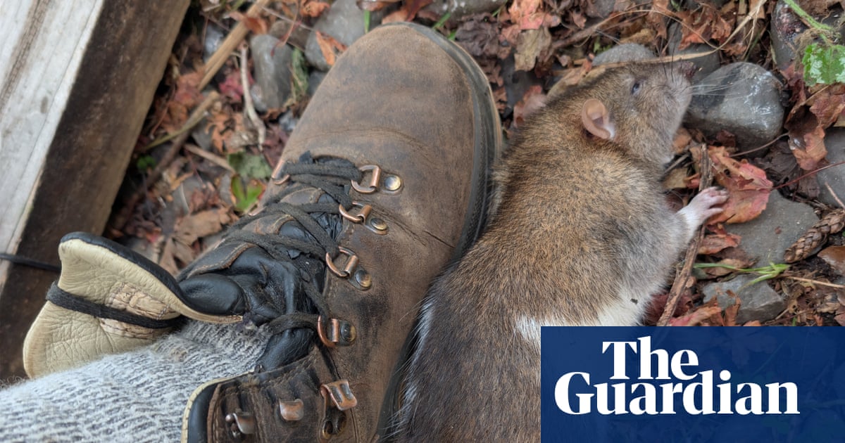 A rat sighting in New Zealand can trigger an urgent response. Meet the ‘ghostbusters’ hunting them down | New Zealand