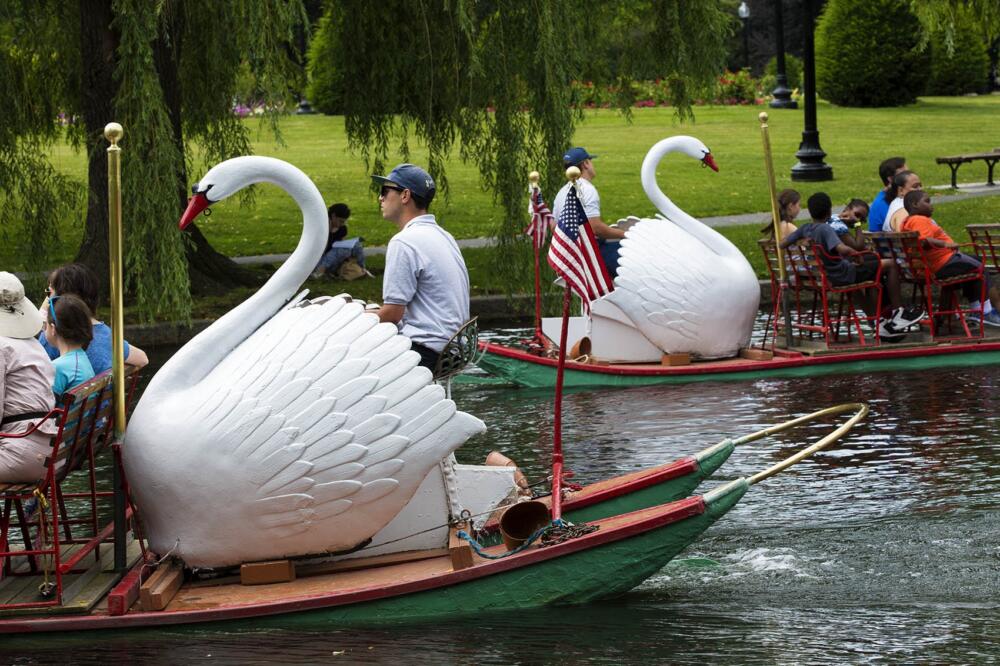 Swan boats pass in the Public Garden lagoon. (Jesse Costa/WBUR)