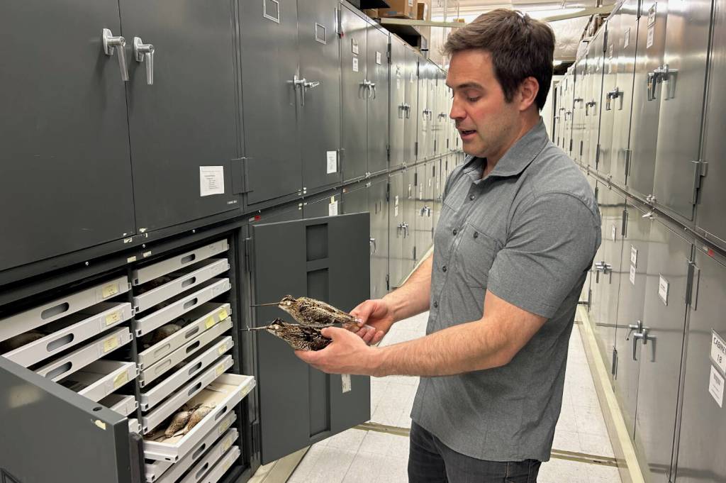 Alaska Science Forum: A bird and a puzzling sound lead to discovery