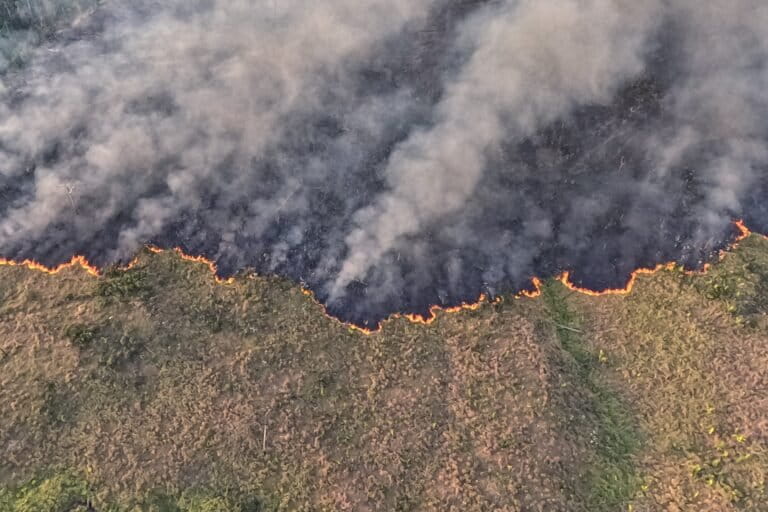 Amazon deforestation alerts fall to lowest 12-month level since 2014, show Brazilian data