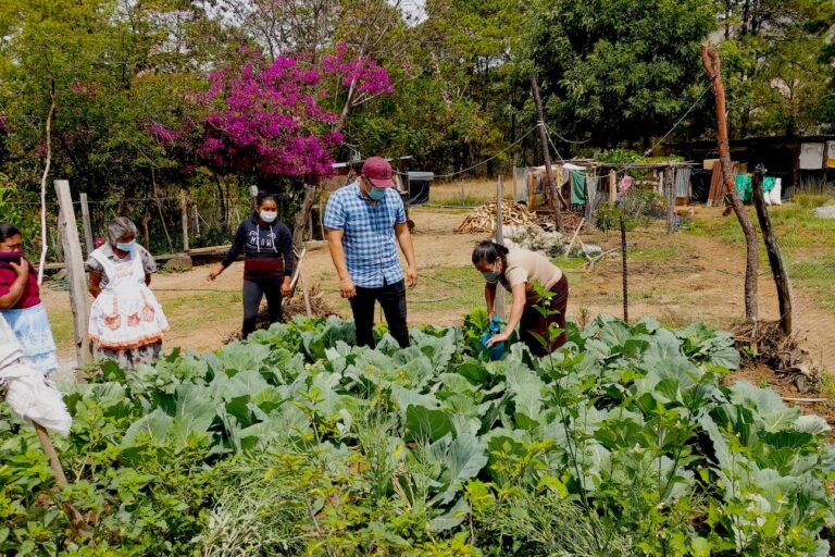 Ancient Maya knowledge helps Guatemalan farmers cut agrochemical use