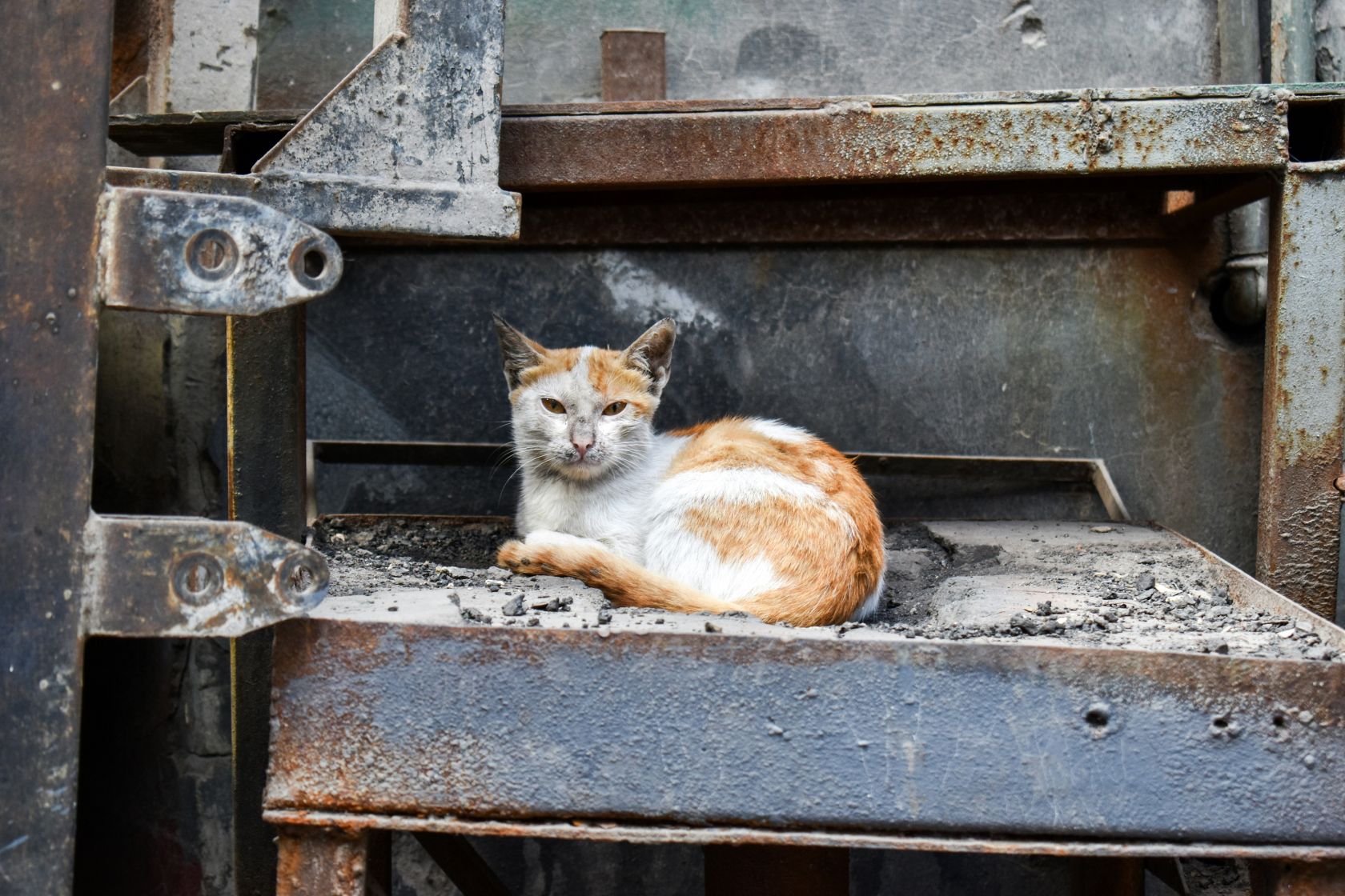 Animal rights advocates in Portugal call for better prevention of animal abandonment