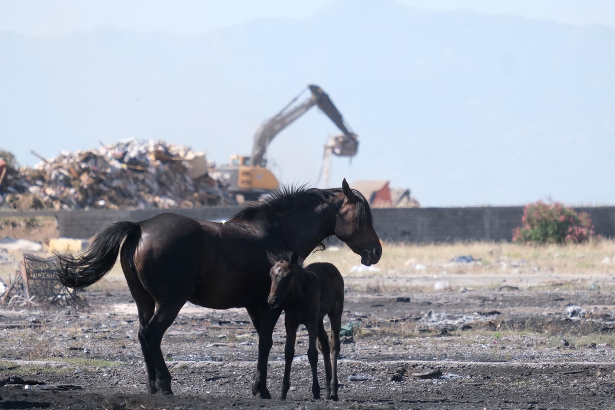 Animal welfare activists in Montenegro worried about horses in scorching European heat