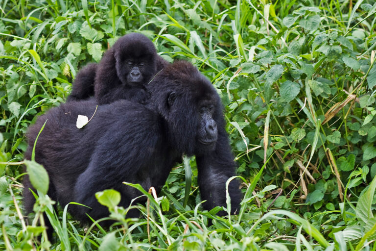As human Ebola cases climb in DRC, critically endangered gorillas are at risk