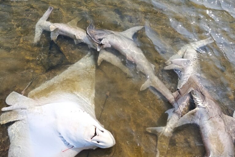 Asia’s shark and ray hotspots remain poorly protected, study finds
