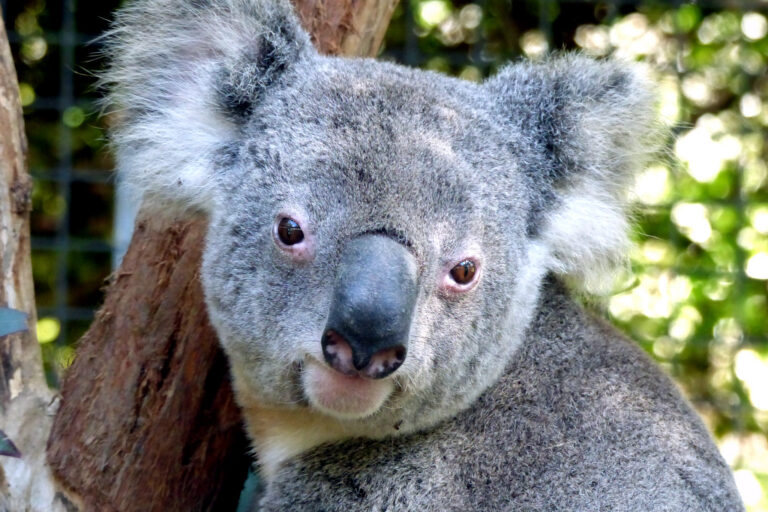 Australia has the money to protect nature. It just isn’t spending it, expert says