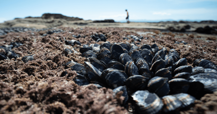 B.C. warns of contaminated shellfish risk