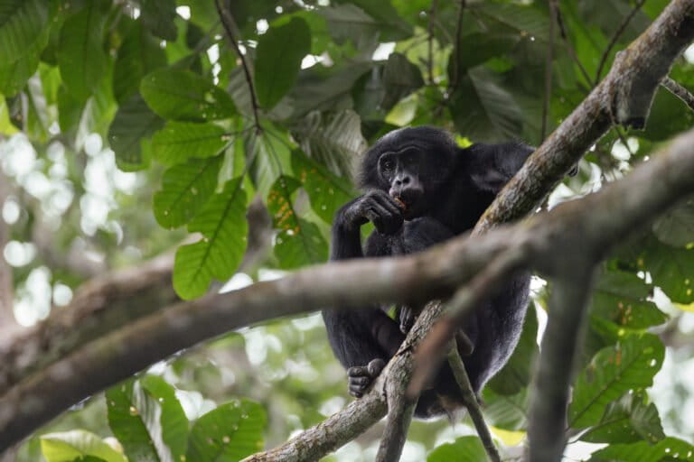 Before tourists can see bonobos, trackers must earn their trust