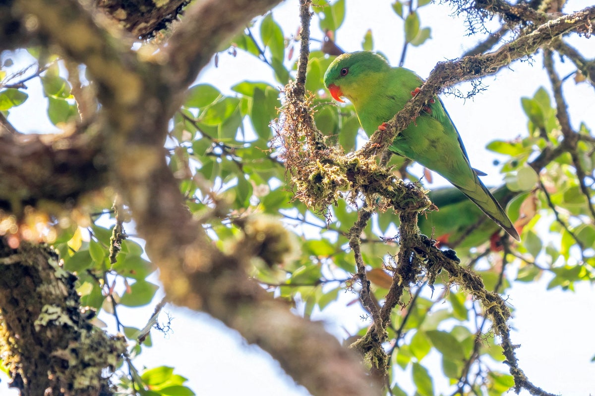 Birders scale remote Indonesian mountain for first sighting of elusive parrot in a century