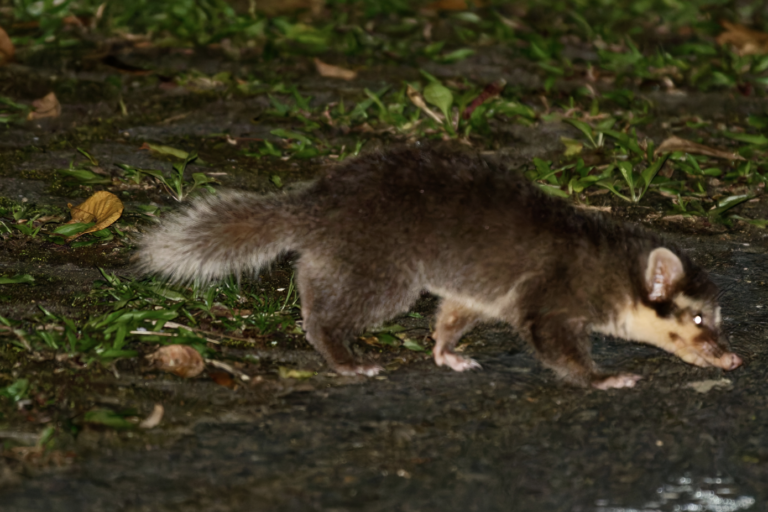 Bornean ferret badger only lives in Borneo. Could it be a conservation symbol?