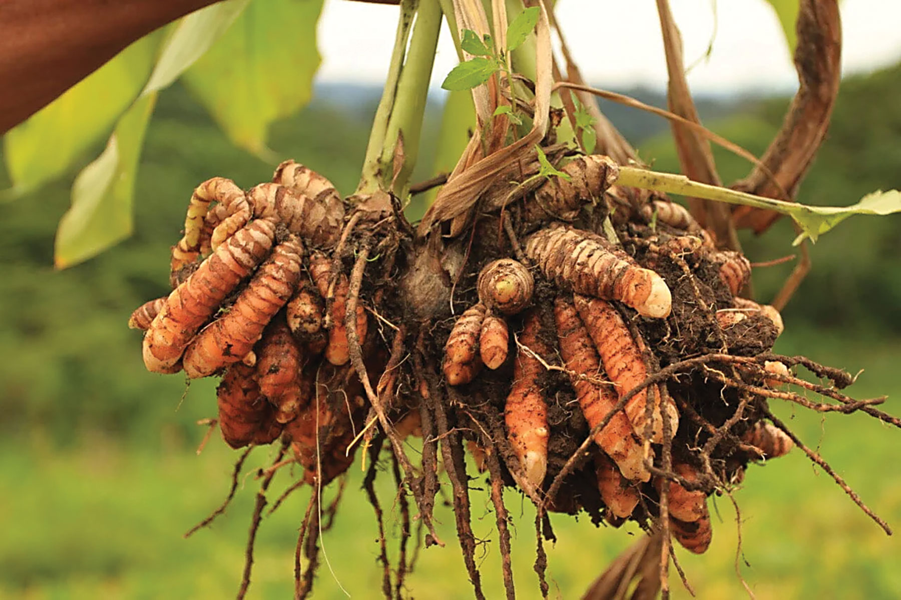 Botswana eyes German market with first organic Turmeric exports