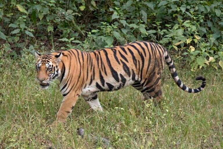 Cambodia wants its tigers back. So it plans to import Bengal tigers from India