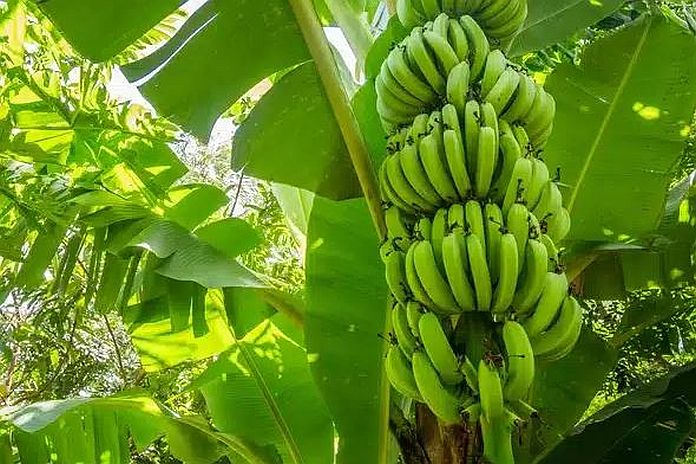Caribbean - African countries discuss Tropical Race 4 (TR4) strain of the Fusarium fungus