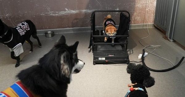 China's pet owners splurge on preschools to pamper puppies