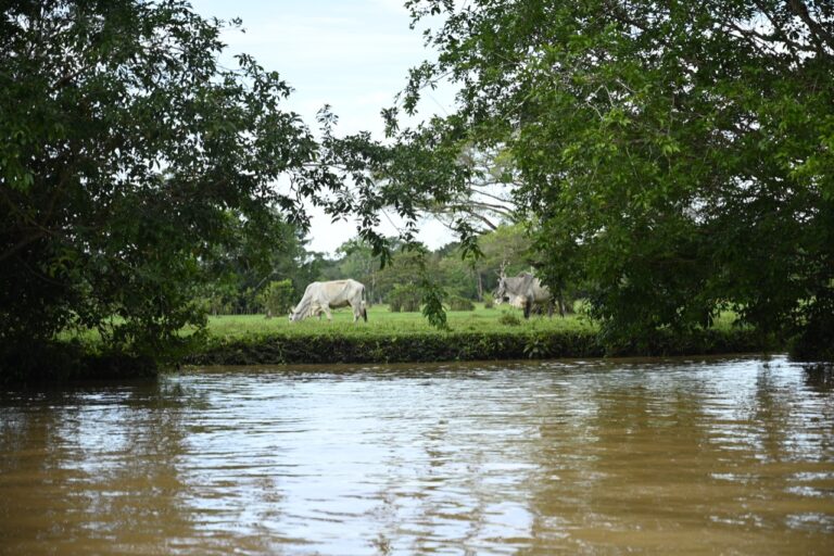Colombia passes landmark cattle traceability law to combat illegal deforestation