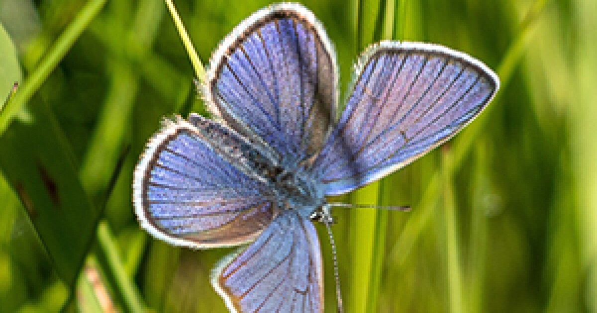 Concord land deal to help NH's endangered Karner blue butterfly