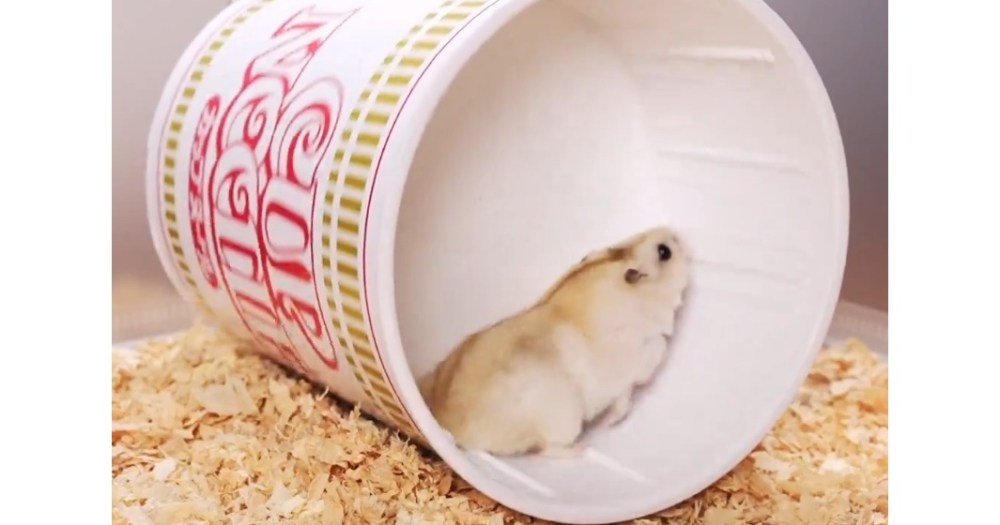 Cup Noodle hamster wheel is the new adorable pet toy animal lovers in Japan want[Video]