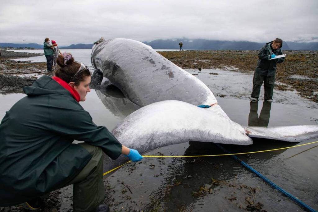 Responders examine a dead fin whale that had been found on the bow of a cruise ship that docked in Seward on June 19, 2026. The whale was towed to a nearby beach, where a necropsy was planned. The response has been coordinated by the National Oceanic and Atmospheric Administration and the Alaska SeaLife Center. Royal Caribbean said in a statement that one of its ships struck the whale, a female that appeared to be pregnant. (Photo provided by NOAA Fisheries)