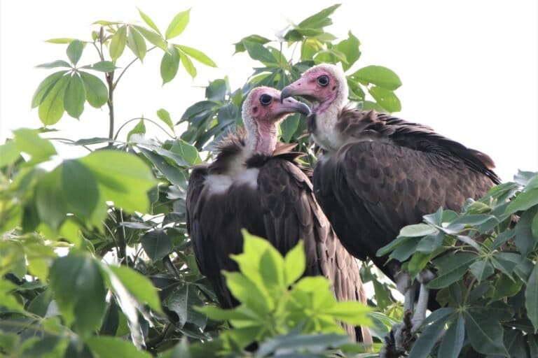 Demand for vultures in West Africa threatens central African populations