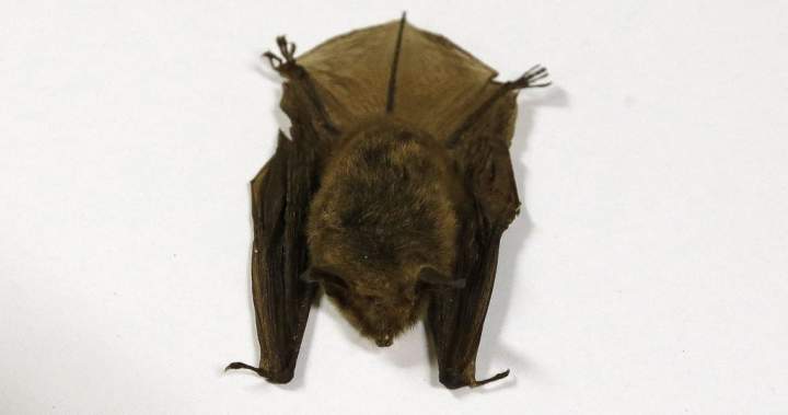 Doctors detail 2024 Ontario child rabies death in effort to warn about contact with bats