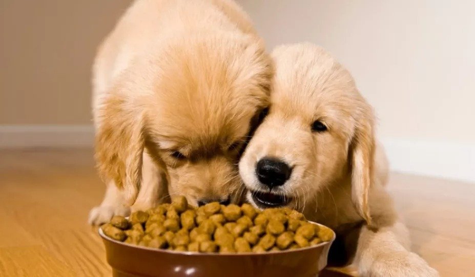 Dogs and cats as evolution of human consciousness