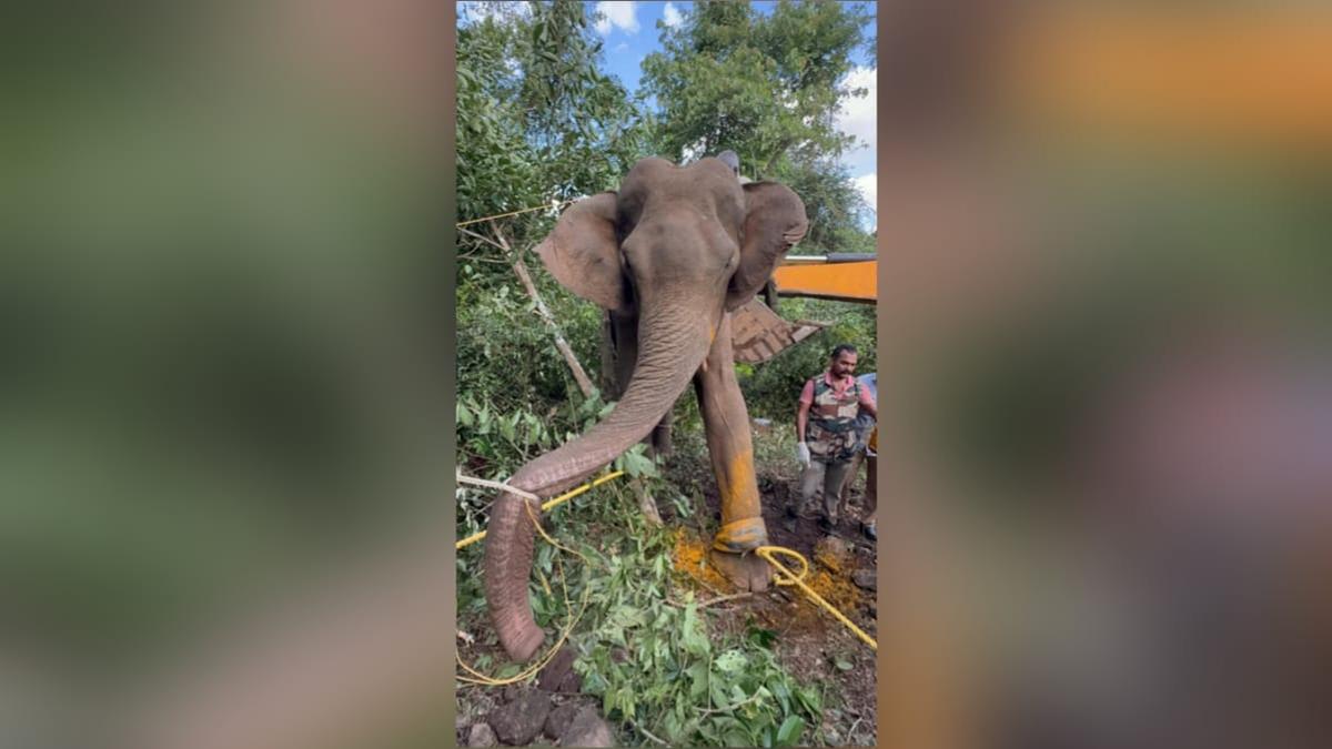 Elephant killings continue in death zone of Kerala
