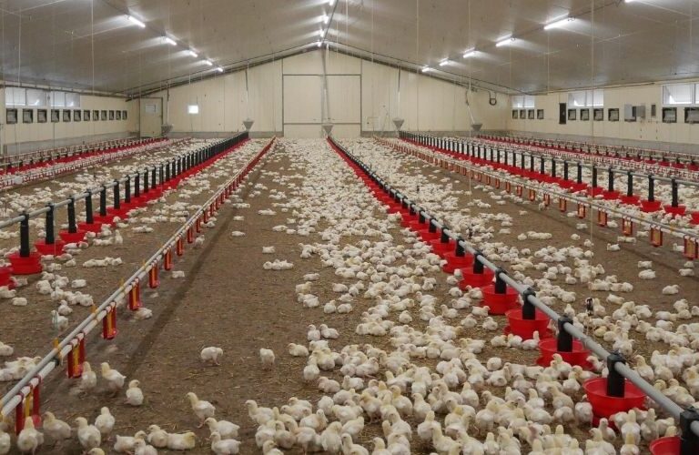 Extreme heat wave in France kills hundreds of thousands of poultry