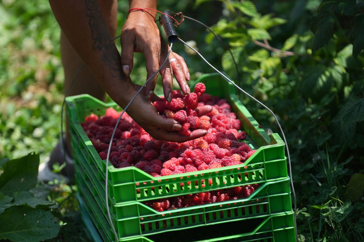 Farmers in ‘raspberry capital’ sound the alarm after sudden drop in yield
