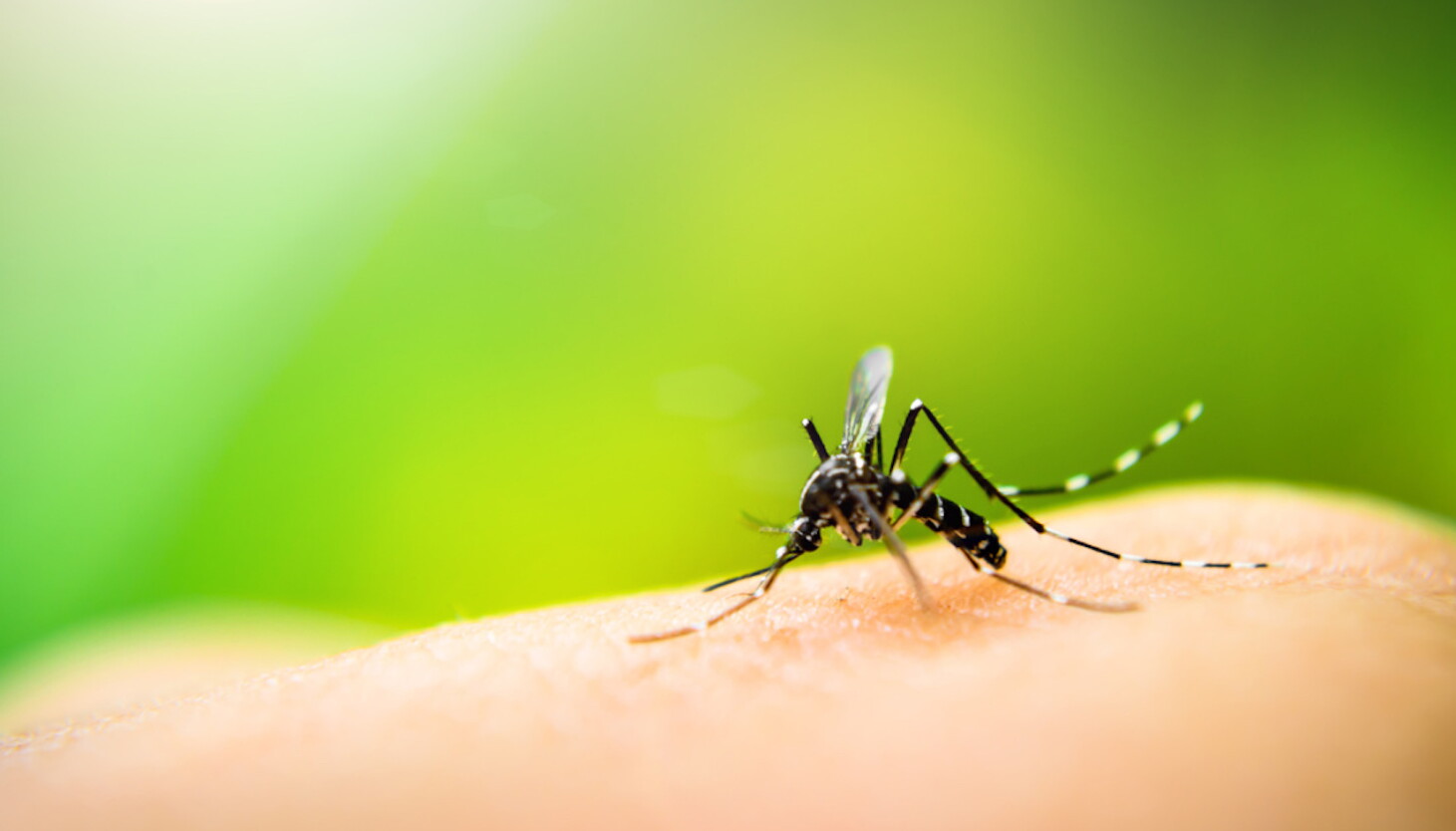 First West Nile virus cases of the year reported in mosquitoes in Chicago