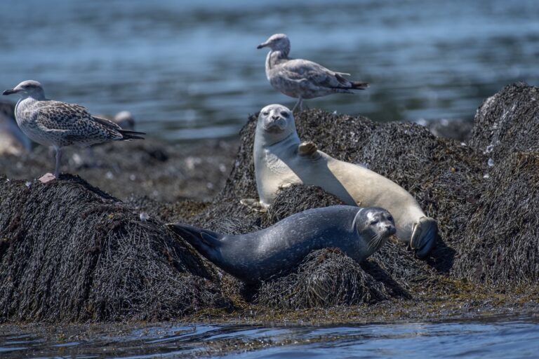 Fisheries and climate research would be hit hard in Trump’s proposed budget