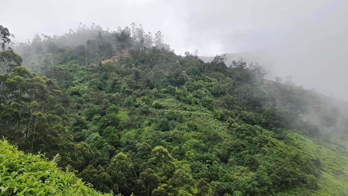 Forest department takes over 42.72 hectares of land from private estate in Kolukkumalai