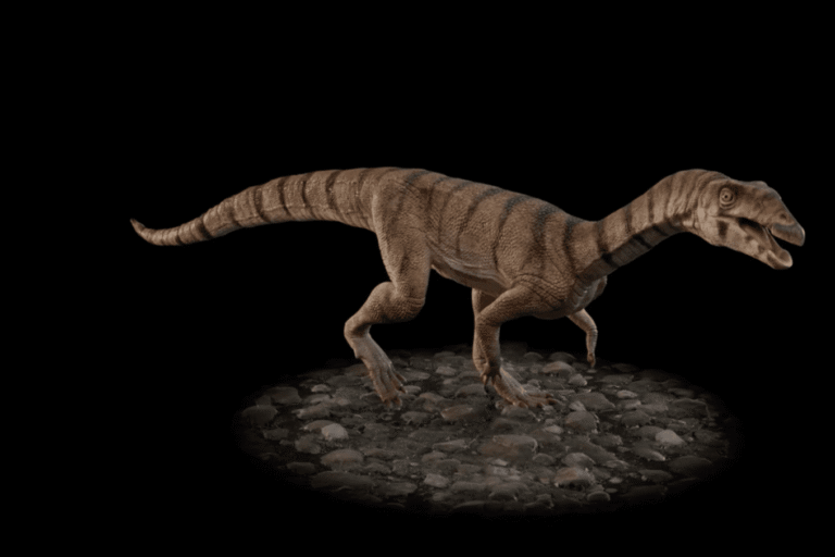 Fossils reveal a prehistoric crocodile relative that walked on two legs